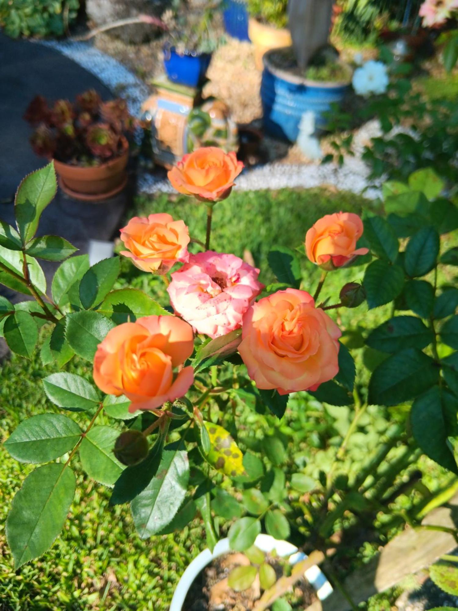 Mapleton Peaceful Provence Bnb Eksteriør billede